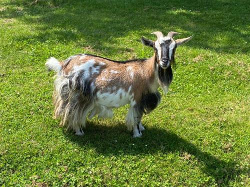 a goat standing in a field of grass at Amirauté Hôtel Golf Deauville in Deauville