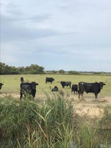a herd of black cows standing in a field at "Le nature" Camargue Jardin in Arles
