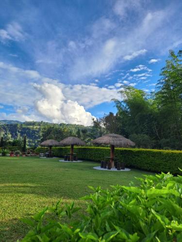 a group of umbrellas in a grassy field at Cabañas Amalú in San Agustín