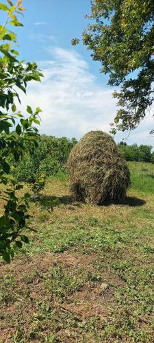 a large pile of hay sitting in a field at Casa Bajora in Scorţeni
