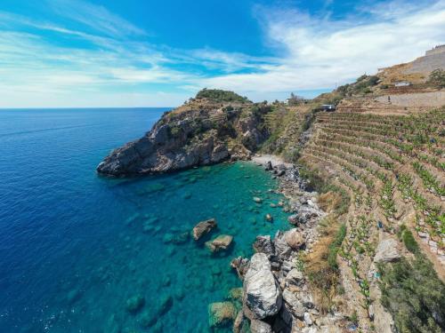 an aerial view of a vineyard on a cliff next to the ocean at Koruwoodenhouse Alanya Gazipaşa in Gazipasa