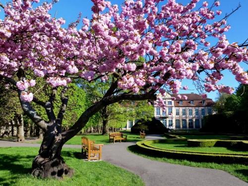 a tree with pink flowers on it in a park at Apartament w sercu Oliwy in Gdańsk