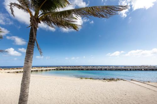 a palm tree on a beach with a pier at Downtown Dreamstay, Classic 2BR Suites in Willemstad