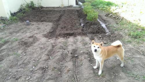 a brown and white dog standing in the dirt at Woodenfish in Chenggong