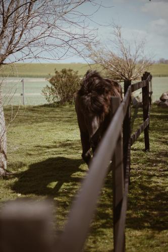 a horse is running behind a fence at Axatorpsgården in Trelleborg