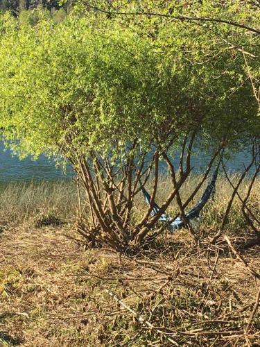 a tree in the grass next to a body of water at Cabaña río Calle Calle in Valdivia