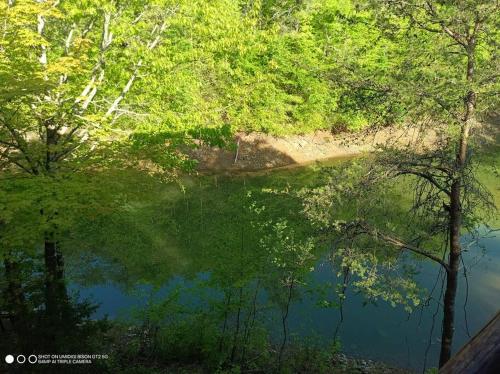 a view of a body of water with trees at The Moose Cove Hideaway on the Lake in Dandridge
