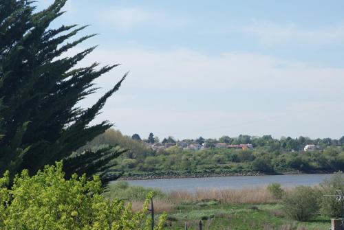 a large pine tree next to a river at La Vigie in Couëron