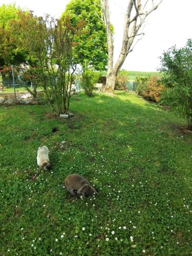 Gallery image of Agriturismo Corte Matiola in Libiola
