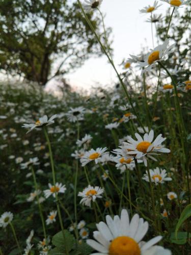 a field of white flowers with trees in the background at NamaStay Himalayas, KANATAL in Kanatal
