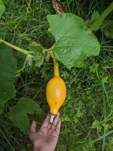 a person holding a light bulb on the ground at NamaStay Himalayas, KANATAL in Kanatal