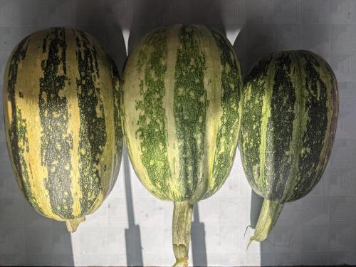 a group of three zucchini hanging from a wall at NamaStay Himalayas, KANATAL in Kanatal