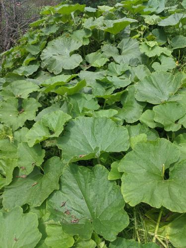 a field of green plants with large green leaves at NamaStay Himalayas, KANATAL in Kanatal