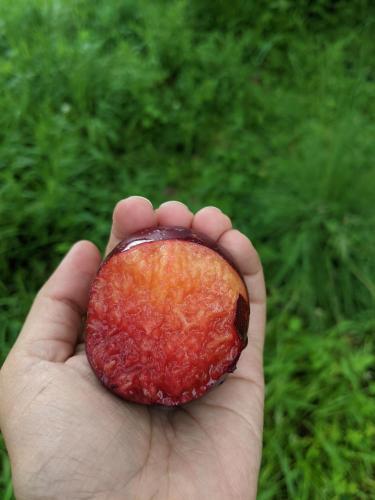 a person holding a pomegranate in their hand at NamaStay Himalayas, KANATAL in Kanatal
