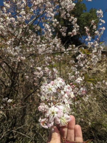 a person holding a bunch of flowers in front of a tree at NamaStay Himalayas, KANATAL in Kanatal