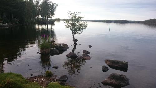 a tree in the middle of a lake with rocks at Fridhem in Stjärnsund