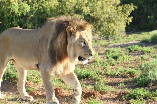 a lion walking in a field of grass at Orange Elephant Backpackers in Addo