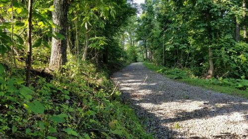 un camino de grava a través de un bosque con árboles en Camp Shroom Hocking Hills en Laurelville