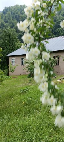 a tree with white flowers in front of a house at Ruzigar Guesthouse in Sım