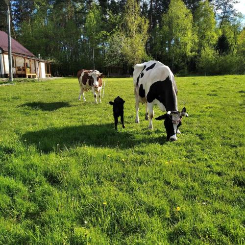two cows and a calf grazing in a field of grass at Agroturystyka Sosnowy Gaik in Tykocin