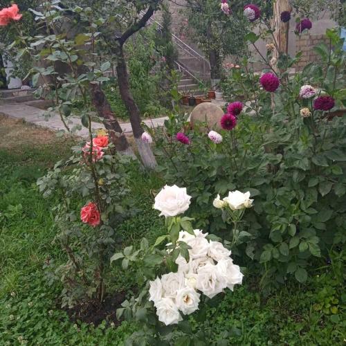 Κήπος έξω από το Mirage guesthouse