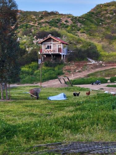 a house on a hill with two cats in a field at Cabaña en Rancho los reyes in Tijuana