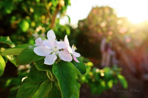 a white and pink flower on a green plant at Limone Villas No 3 in Argaka