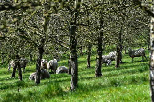 a herd of sheep grazing in a field with trees at Bowhayes Farm - Camping & Glamping - Bell Tents - Cider Orchard in Venn Ottery