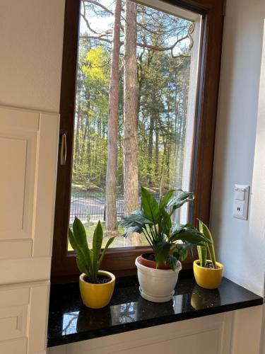 three plants sitting on a counter in front of a window at Leśna Residence & SPA in Pisz