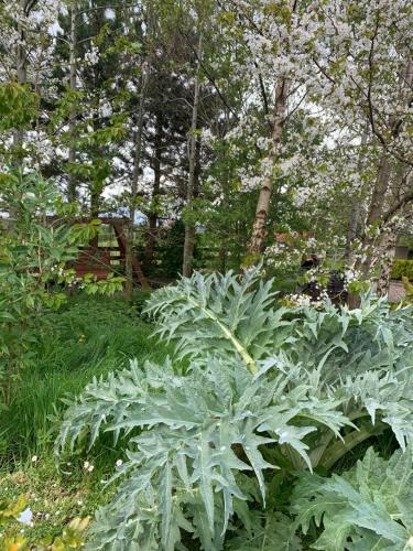 a large green plant in a yard with trees at Windyridge in Aghagallon