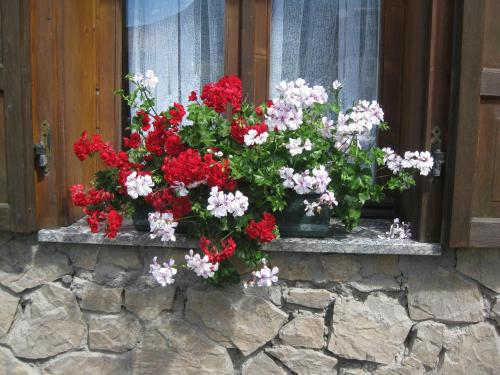 a bunch of red and white flowers in a window at Baita al Pian in Bormio
