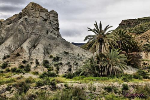 a group of palm trees and a rocky mountain at Alojamiento las Dunas in Tabernas
