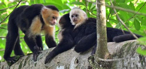 a group of monkeys sitting on top of a tree at Riverside Villas in Manuel Antonio