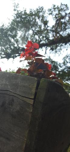 a red flower sitting on top of a stump at Bienenwabe Suítes Super Luxo in São Pedro de Alcântara