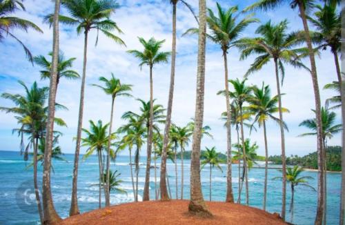 a group of palm trees on a beach with the ocean at Gray house up in Weligama