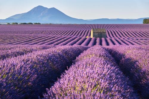 a field of lavender with a mountain in the background at Hôtel Le Refuge des Sources in Digne-les-Bains