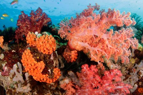 a coral reef with orange and purple corals at The Three P Beach Resort & Dive Center in Romblon