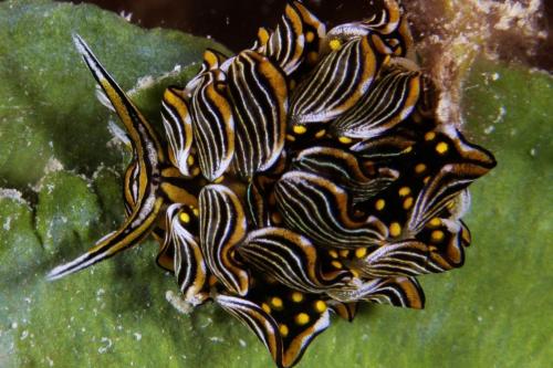 a black and yellow fish with yellow dots on it at The Three P Beach Resort & Dive Center in Romblon