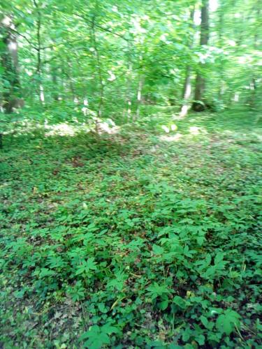 Appartementt à louer à Rennes