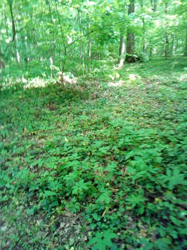 un champ de plantes vertes dans les bois dans l'établissement Appartementt à louer à Rennes, à Rennes