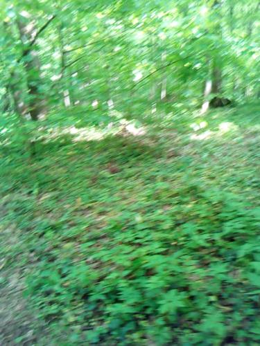 une photo floue d’un champ d’herbe verte dans l'établissement Appartementt à louer à Rennes, à Rennes