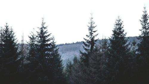 a group of pine trees in a forest at Betty Shepherd's Hut in Lydney