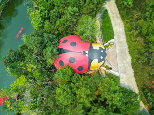 an overhead view of a lady bug umbrella at MEDDOM Park in Cao Phong