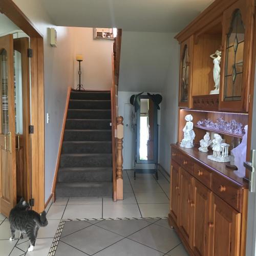 a cat standing in a hallway with a staircase at Amberlea B&B in Hokitika