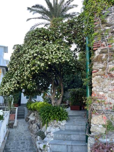 a tree with white flowers on the side of a building at Hotel Helvetia in Sestri Levante
