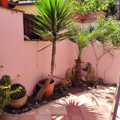 two palm trees and other plants in a courtyard at Casa Mariella in Agrigento