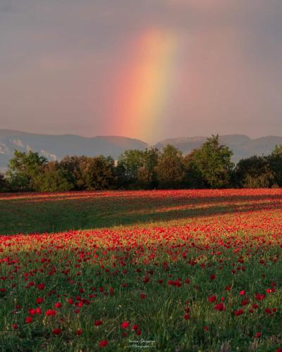 un arc-en-ciel dans un champ de pavot avec un champ de fleurs dans l'établissement Chalet banane devant piscine, a 6km du festival de piano de la roque d'anthéron, à Rognes