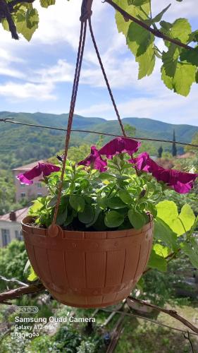 a hanging flower pot with flowers in it hanging from a tree at Cherqe Guest House in Sighnaghi