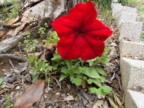 a red flower is growing in a garden at ANASTASIA in Mákri