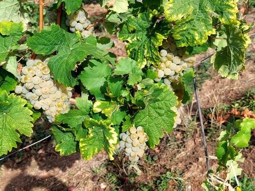 a bunch of white grapes on a vine at Ferienwohnung Gästehaus Schmiedel in Bruttig-Fankel